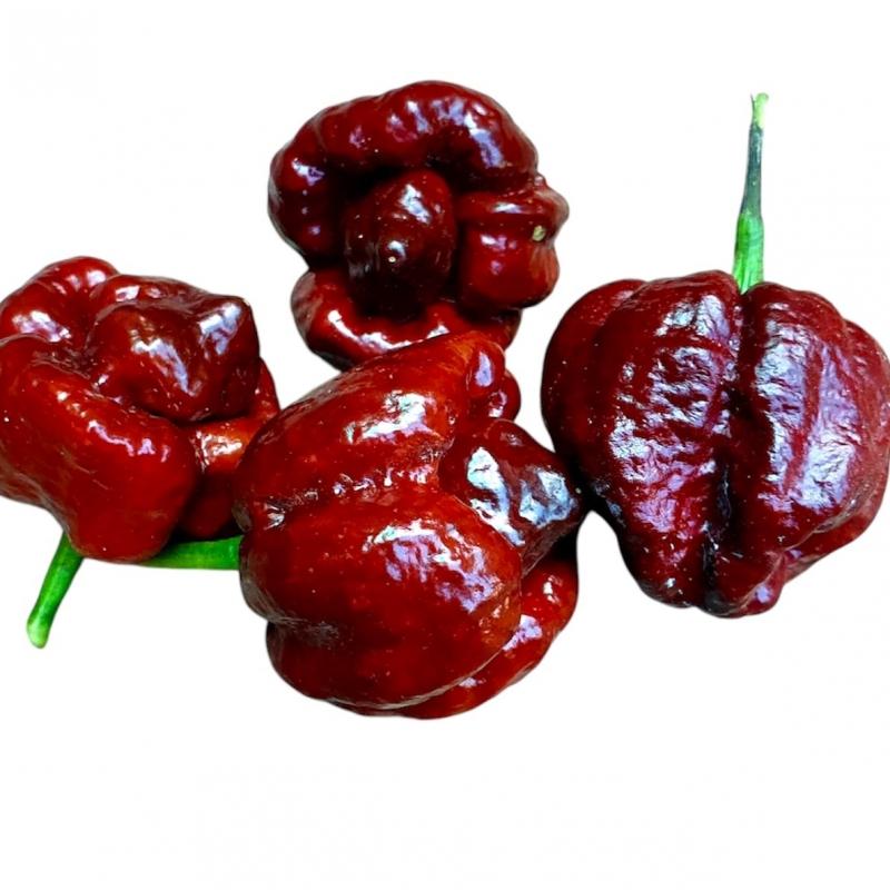 moruga-choocolate.jpg