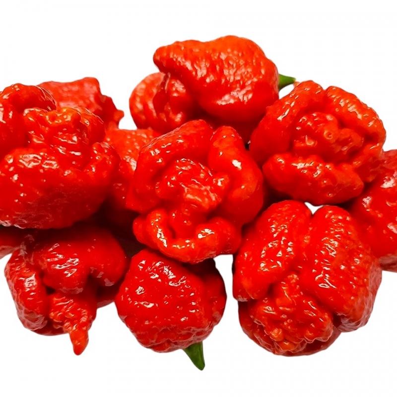 moruga-red.jpg