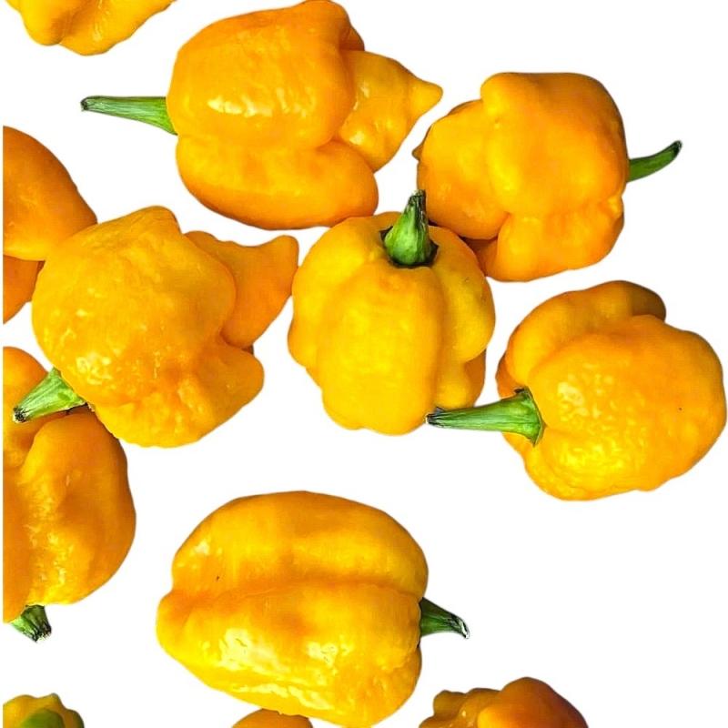 moruga-yellow.jpg