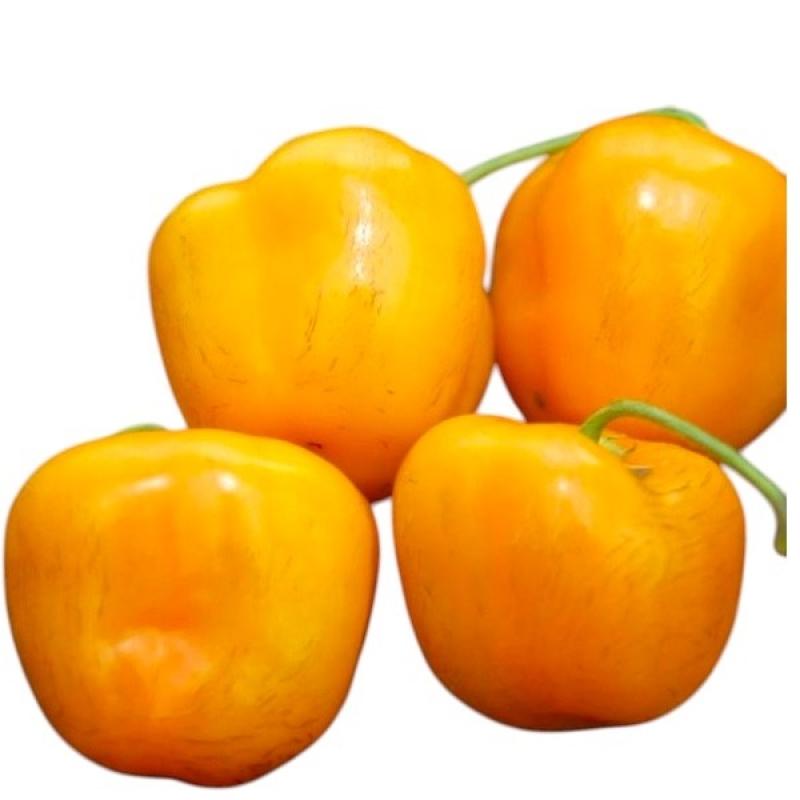 rocoto-gian-yellow.jpg